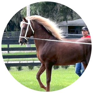 Royalty’s Turabo d’Alicante, Pure Puerto Rican Paso Fino stallion